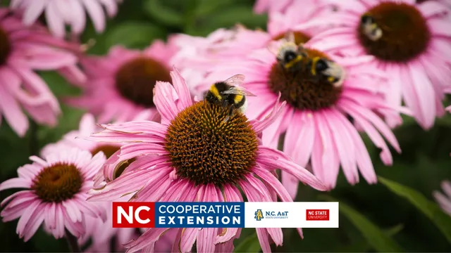 pink daises with a bee on the plant