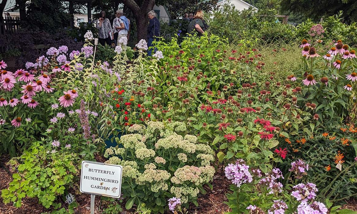 A garden planted with a variety of plants designed to attract butterflies and hummingbirds