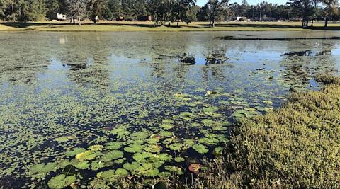 Pond in New Hanover County