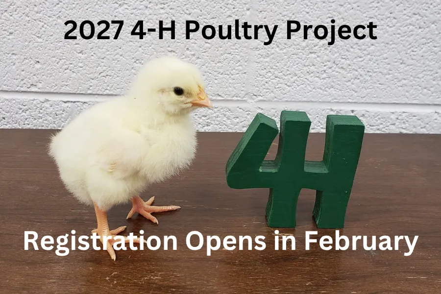Chick and 4-H * Poultry project registration opens April 16