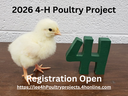 Chick and 4-H * Poultry project registration opens April 16 at https://lee4hPoultryprojects.4honline.com