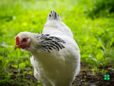 New Hampshire chicken