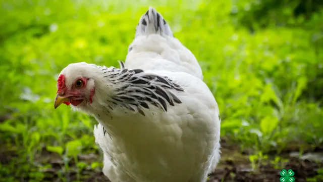 New Hampshire chicken