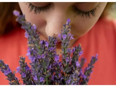Person enjoys scent of lavender