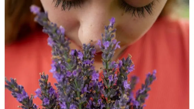 Person enjoys scent of lavender