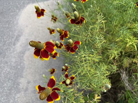 Prairie coneflower blooms on roadsides on Bald Head Island. This lovely wildflower can be grown from seed.