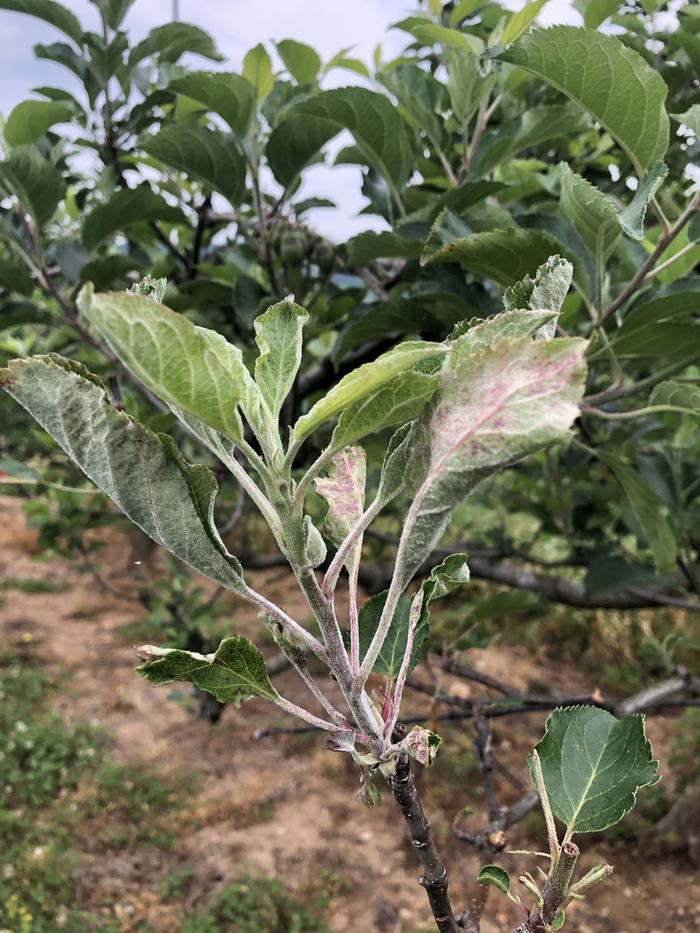 Primary powdery mildew signs and symptoms on apple shoot and leaves.