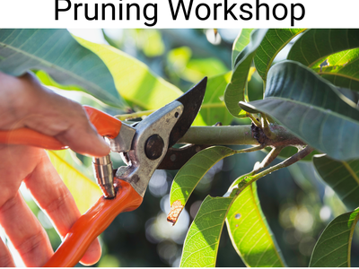 Pruning