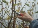 pruning trees