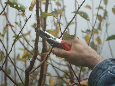 pruning trees