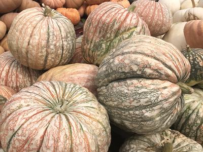 Pumpkins stacked in at a pumpkin patch.