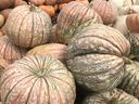 Pumpkins stacked in at a pumpkin patch.