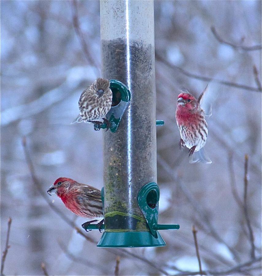 Birds on a feeder in midwinter.