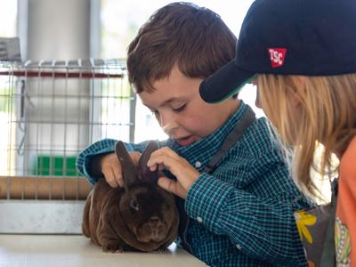 4-H youth showing a rabbit