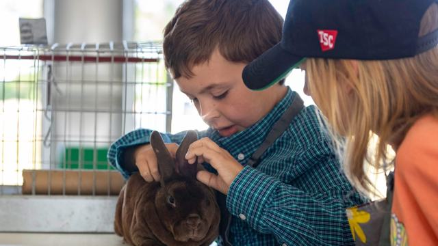 4-H youth showing a rabbit