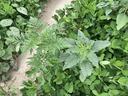 Palmer amaranth and common ragweed in a peanut field.