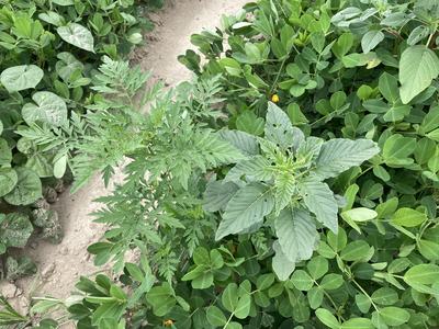 Palmer amaranth and common ragweed in a peanut field.