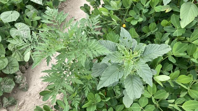 Palmer amaranth and common ragweed in a peanut field.