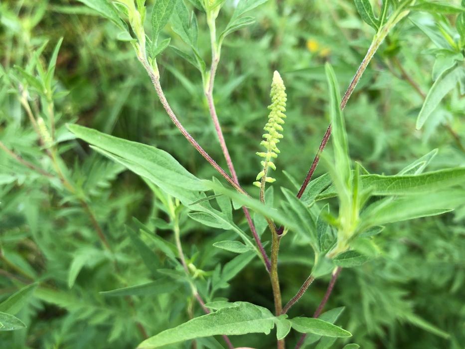 Ragweed has green flowers and wind blown pollen that can be a source of fall allergies.