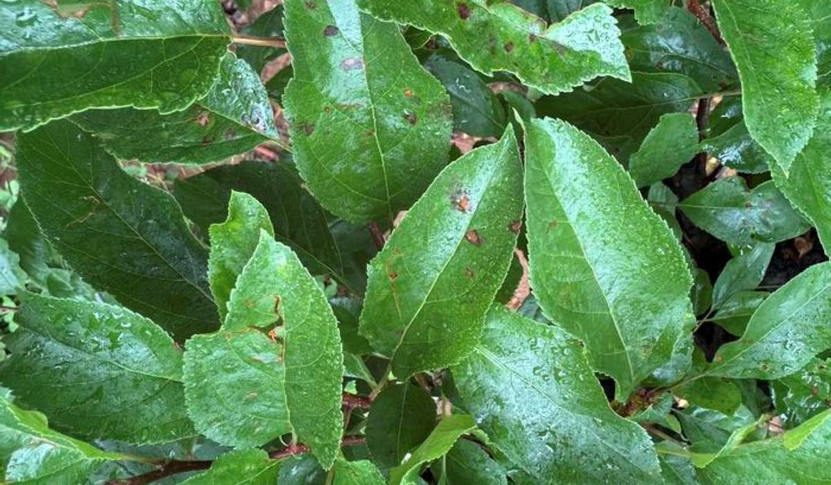 Apple Disease Update: Week of May 24, 2026 - Southern Appalachian ...
