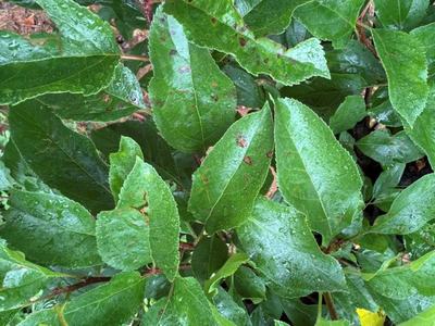 symptoms of glomerella leaf spot on apple leaves in the rain