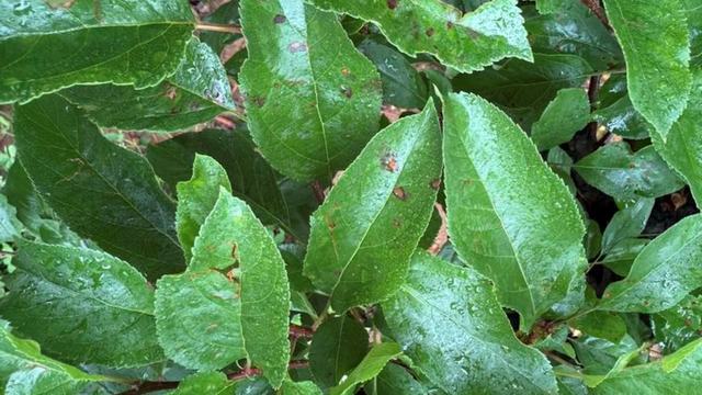 symptoms of glomerella leaf spot on apple leaves in the rain