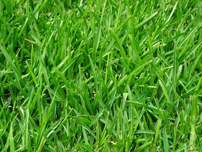 Fescue lawn