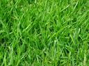 Fescue lawn
