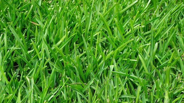 Fescue lawn