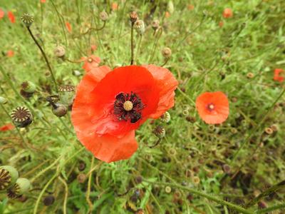 An area of poppy flowers, all in different stages of blooming