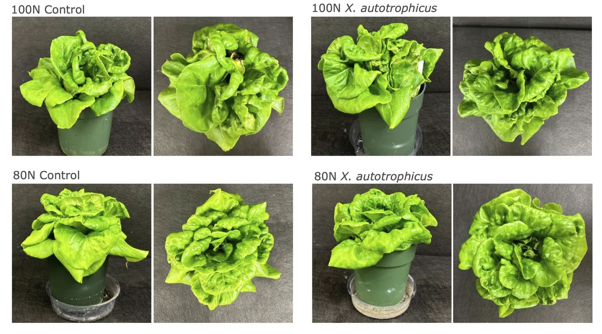 Photos of butterhead lettuce grown in greenhouse potting mix.