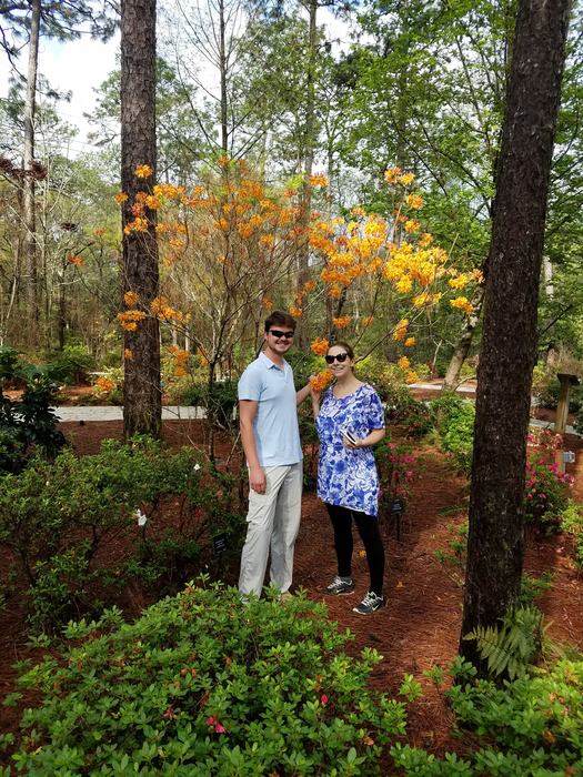 yellow flowered azalea in a garden with two gardeners enjoying the blooms