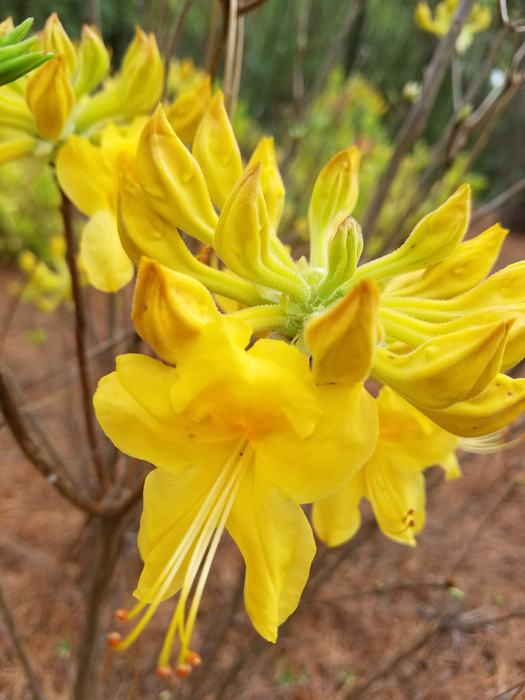 yellow flower from deciduous azalea up close to see the buds and floral parts