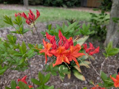 red flowered deciduous azalea in full flower in a yard in lee county