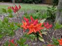 red flowered deciduous azalea in full flower in a yard in lee county