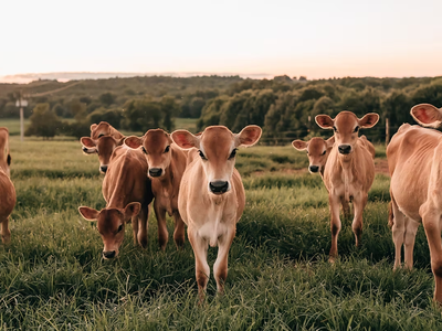 Jersey calves on pasture