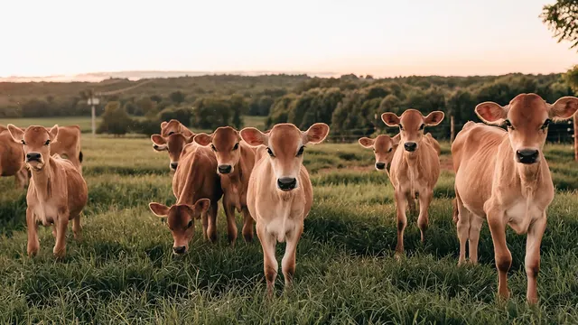 Jersey calves on pasture