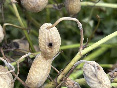 Puncturing of a pod caused by southern corn rootworm.