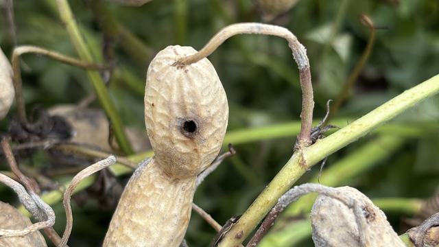 Puncturing of a pod caused by southern corn rootworm.