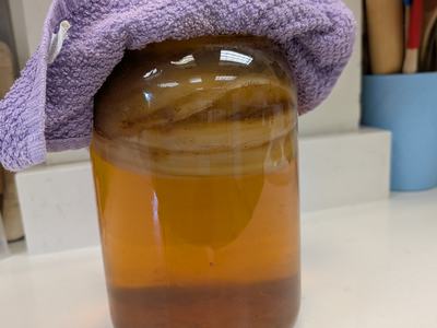 Kombucha fermenting in kitchen.