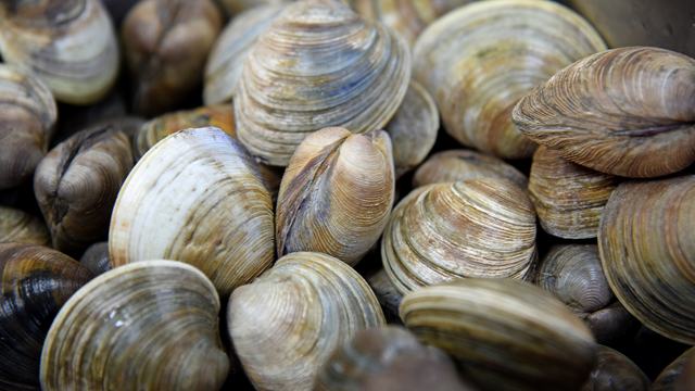 Fresh NC clams at Cap'n Willis Seafood Market in Emerald Isle