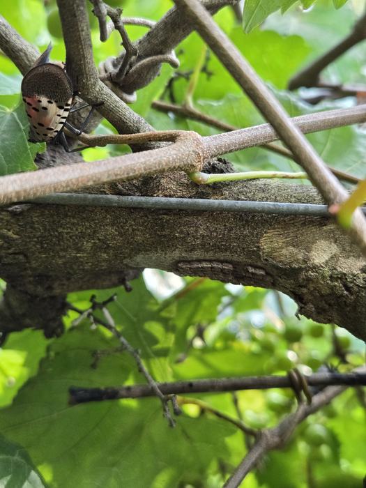 cordon of a grapevine showing an empty SLF egg mass and an adult SLF