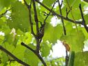 a spotted lanternfly adult resting in the branch of a grapevine