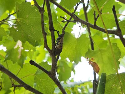 a spotted lanternfly adult resting in the branch of a grapevine