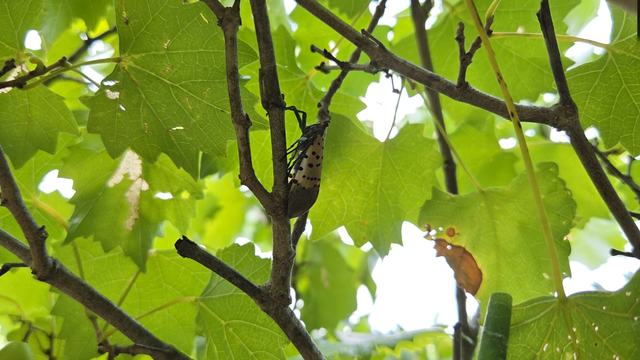 a spotted lanternfly adult resting in the branch of a grapevine