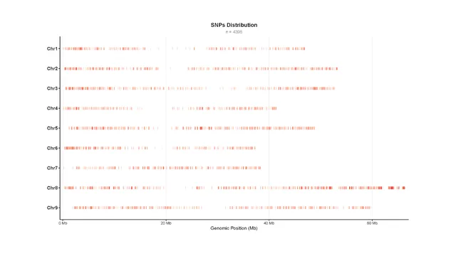 Scatter plot showing the distribution of 4,955 SNPs across chromosomes 1 to 9, with genomic positions on the x-axis and chromosome numbers on the y-axis.