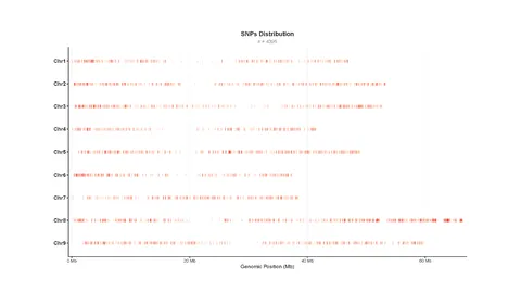 Scatter plot showing the distribution of 4,955 SNPs across chromosomes 1 to 9, with genomic positions on the x-axis and chromosome numbers on the y-axis.