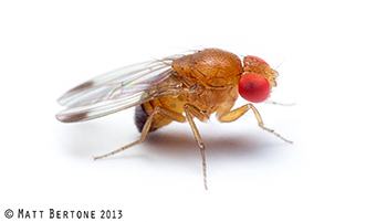 A small brown fly with large red eyes and clear wings on a white background.