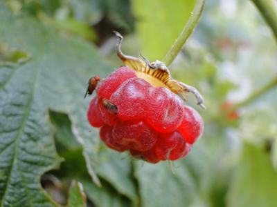 Small brown flies crawl over the surface of a ripe raspberry.