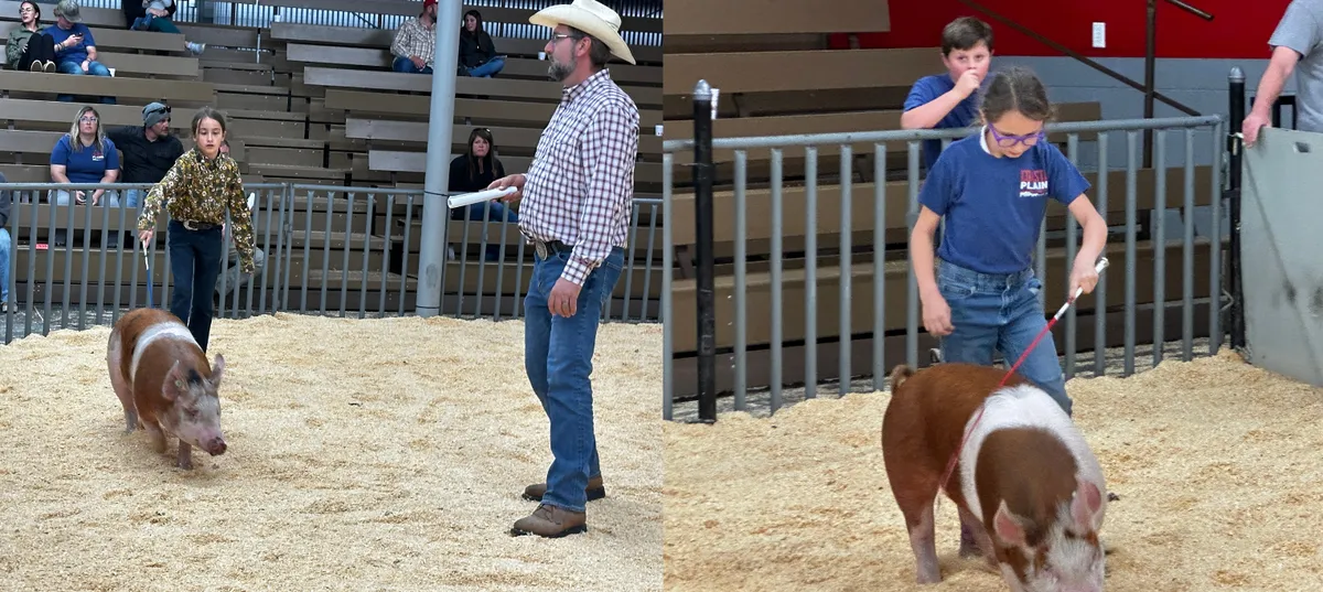 Composite picture each has a 4-Her in the sale ring working their pigs during the livestock show and sale one of the images has a person watching for buyers